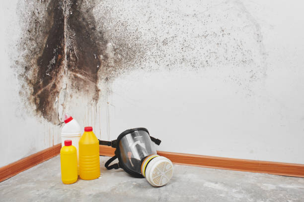 Professional Mold Removal in Mariemont, OH