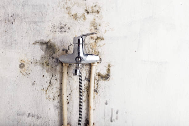 Best Black Mold Removal  in Mariemont, OH