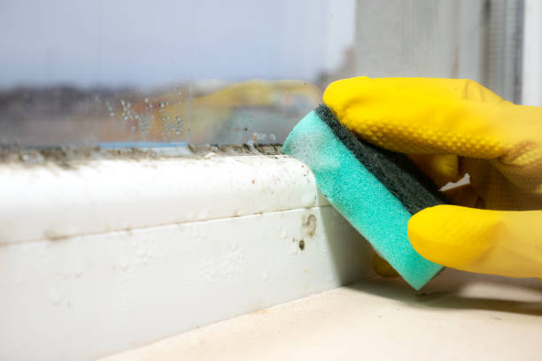 Best Home Mold Removal  in Mariemont, OH