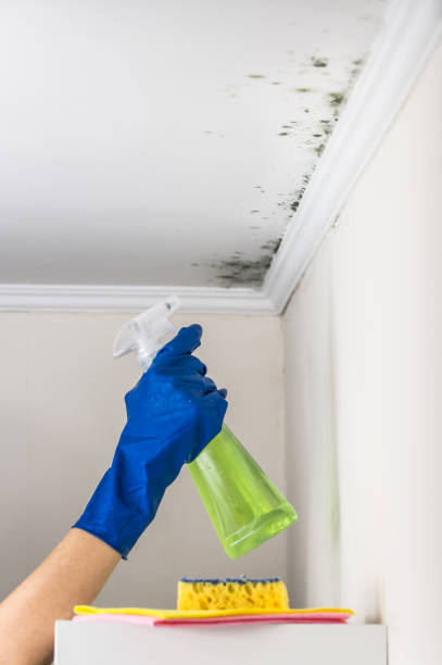 Best Mold Damage Repair  in Mariemont, OH